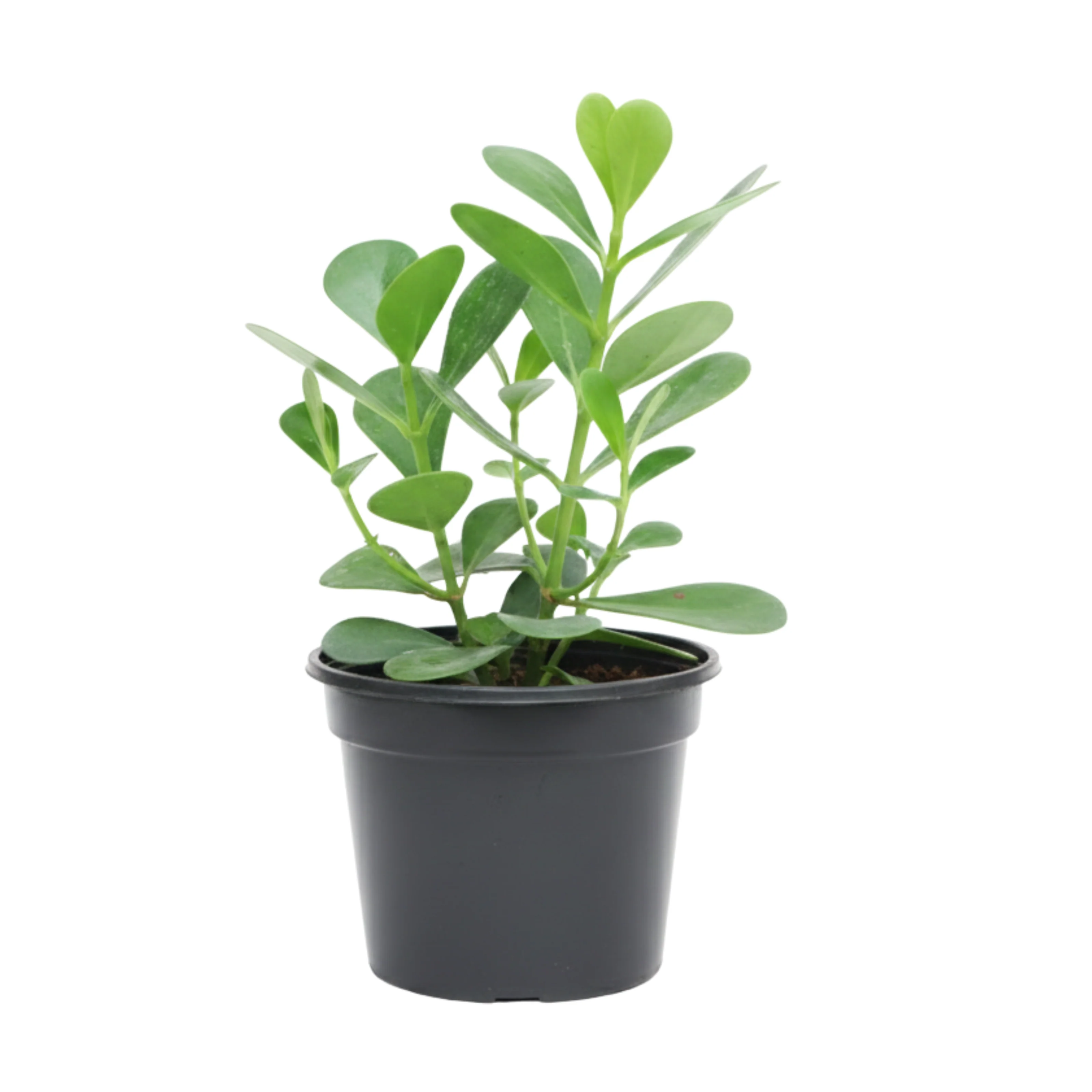 Planta Clusia